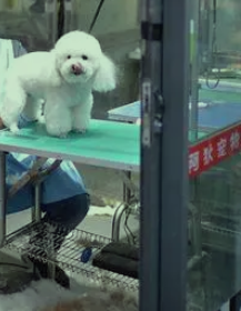 2024_现在开宠物店还有前景吗（新手如何开宠物店）？