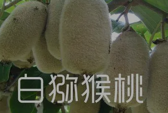 农产品批发采购平台哪个最好？ 微商货源38网_总结